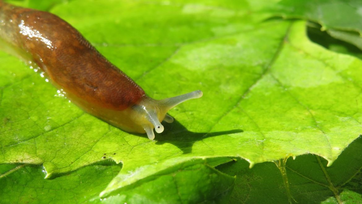 <a href="https://news.harvard.edu/gazette/section/health/">
			Health		</a>
		
		
		Nature offers novel approach to oral wound care	
			
			Slug’s sticky mucus inspiration behind adhesive hydrogel that can seal wounds in wet environment		
	
	
	
		
			
					
		Heather Denny	
			
			HSDM Communications		
					
		
		
			December 18, 2024		
		
			4 min read		
	
			
		
	
A discovery inspired by the humble slug may soon be the answer to managing painful oral lesions associated with chronic inflammatory conditions and sealing surgical wounds in the mouth.  
Scientists at Harvard had been searching for a biomaterial that would hold up in wet conditions — that’s when they turned to Mother Nature for inspiration. When slugs feel threatened, they secrete a sticky mucus that protects them from predators. This mucus has strong mechanical properties allowing it to stick to wet surfaces and stretch about 10 to 15 times its original length.  
Inspired by these properties, researchers in the Mooney Lab of the Harvard John A. Paulson School of Engineering and Applied Sciences, and the Wyss Institute for Biologically Inspired Engineering, developed a strong adhesive patch composed of 90 percent water from a natural polymer derived from algae, and present in dental impression materials. The adhesive patch will work on wet surfaces and is not toxic to humans. After finding it successfully stuck to animal tissues, acting as a surgical wound sealing biomaterial in lab testing, their findings were published in Science in 2017. 
Now, its applications for oral health and treatment of painful oral lesions may be coming soon to a dental office near you. David Tiansui Wu, D.M.Sc. ’23, instructor of oral medicine, infection, and immunity, has been involved in the development of an adhesive hydrogel patch that can seal wounds and act as an intraoral Band-Aid capable of strong adhesion in wet environments and on dynamically moving surfaces. His work as a postdoctoral research fellow and periodontology resident at Harvard School of Dental Medicine first exposed him to the slug-inspired biomaterial, and connections he made in the Mooney Lab fueled his interest in developing a product for use in dental medicine. 
“When I started at Harvard University, I had the privilege of meeting Professor David Mooney, who is a world-renowned expert in tissue engineering and biomaterials and decided to start my doctoral thesis at the lab,” Wu said. “At that time, Benjamin Freedman, a postdoctoral fellow at the lab, was working on the preclinical translation of the tough adhesive hydrogel technology for diverse medical and health care applications, such as hemostasis in general surgery, tendon repair in orthopedic surgery, and wound sealing in dermatology. As a periodontist in training, the possibility of bringing this revolutionary technology from benchtop to patient care appeared to be a great opportunity to solve unmet needs in our field,” Wu said. 
<blockquote>“This technology can be applied to seal surgical sites such as gingival graft harvest sites, extraction sockets, bone augmentation surgical sites, and much more.” <cite>David Tiansui Wu</cite></blockquote>
Benjamin Freedman and David Tiansui Wu, the developers of Dental Tough Adhesive (DenTAl). 
Wu collaborated with Freedman to advance the preclinical testing and development of the technology and expand its functionality with drug-release capabilities that would allow the hydrogel to deliver a range of medications relevant for dental, oral, and craniofacial applications. 
In parallel, Wu and Freedman began working with other faculty collaborators at the Massachusetts General Hospital departments of Oral and Maxillofacial Surgery and of Dermatology respectively, including Fernando Guastaldi and Yakir Levin, to conduct preclinical validation of the adhesive technology in oral applications. 
Together, they developed what they call “Dental Tough Adhesive (DenTAl).” Their findings were published in a landmark paper in the Journal of Dental Research, paving the way for the technology’s clinical translation to one day impact patient care. 
Chronic inflammatory conditions, such as oral lichen planus and recurrent canker sores, “negatively affect patients’ quality of life,” said Wu. “Current treatment approaches are mainly palliative and often ineffective due to inadequate contact time of the therapeutic agent with the lesions. 
“This novel technology has the potential to impact several areas in dentistry, including applications in oral wound repair and regeneration, and drug delivery. In periodontics and oral surgery, this technology can be applied to seal surgical sites such as gingival graft harvest sites, extraction sockets, bone augmentation surgical sites, and much more. Our vision is to one day develop sutureless wound repair,” he added. 
This innovative technology is now being translated into the clinical arena through a license for continued development beyond the laboratory. The multidisciplinary team is taking the next steps to bring the technology into the dental office by obtaining clearance from regulatory authorities such as the U.S. Food and Drug Administration. 
“My goal as a clinician, scientist, and innovator is basically to bridge the gap between benchtop research and the clinical arena,” Wu said. “We are excited to translate this technology to impact millions of patients and their dentists in improving their oral health.”