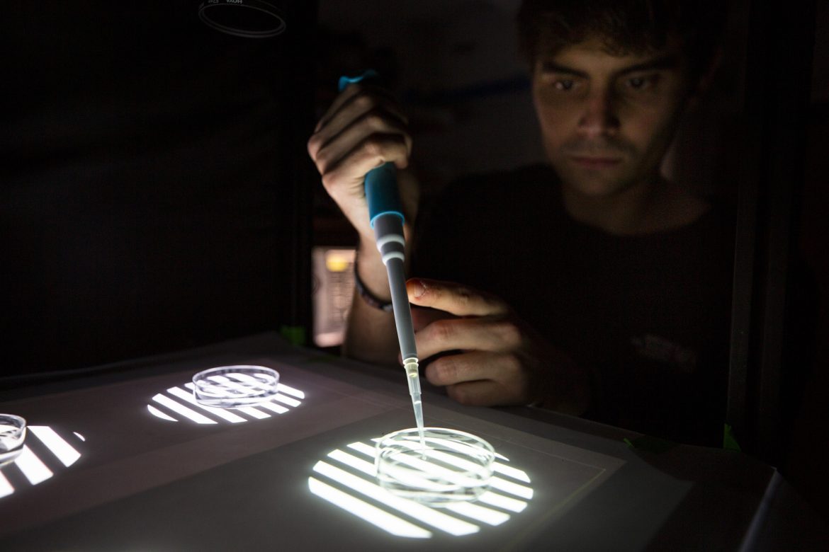 <a href="https://news.harvard.edu/gazette/section/health/">
			Health		</a>
		
		
		How exactly does ketamine work? New research offers insight.	
	
			
		
Marc Duque Ramírez in the lab.Photos by Grace DuVal
	
		
			
					
		Clea Simon	
			
			Harvard Correspondent		
					
		
		
			January 27, 2025		
		
			4 min read		
	
	
			
			Anesthetic growing in popularity as game-changing therapy for severe, treatment-resistant depression 		
		
The anesthetic ketamine has become increasingly popular as a treatment for people with severe depression that resists conventional therapies. A number of studies have documented the drug’s game-changing effects, but scientists have been unsure exactly how it works. Now, a tiny, translucent fish appears to provide important new insights.
Zebrafish, a member of the minnow family popular as a model for neuroscience research and in home aquariums, do not get depressed, exactly. However, when placed in a virtual environment that simulates the lack of forward movement, they do seem to “give up” — that is, they stop swimming.
Researchers have leveraged this behavior, which is reminiscent of persistent traits in human depression, as well as the tiny fish’s see-through body to observe how their tendency to give up changes when ketamine is introduced. In <a href="https://www.cell.com/neuron/fulltext/S0896-6273(24)00836-5">research</a> published last month in the journal Neuron, scientists at Harvard and the Howard Hughes Medical Institute <a href="https://www.janelia.org/">Janelia Research Campus</a> were able to trace the drug’s interaction with an unexpected neural partner.
Alex Chen (left) and Marc Duque Ramírez study the movements of zebrafish.
As in humans, ketamine makes zebrafish “more resilient to this kind of futility,” said <a href="https://scholar.google.com/citations?user=ZHp1csYAAAAJ&hl=en">Alex Chen</a>, a Ph.D. student in the Engert Lab in Harvard’s Department of Molecular and Cellular Biology and the Ahrens Lab at Janelia, who co-authored the paper.
Most research attention has focused on neurons, said Chen and co-lead author <a href="https://www.marcduqueramirez.com/">Marc Duque Ramírez</a>, but their team found that supporting cells called astroglia were the ones in play with this fish “depression” and its treatment.
When the fish first perceive they aren’t moving, activity in the astroglia cells ramps up, and the zebrafish begin to swim harder. The astroglia eventually reach a threshold that signals the fish’s neurons to stop swimming. Ketamine, however, appears to overstimulate the astroglia, making them less sensitive. This overstimulation, which occurs through its stimulation of noradrenergic neurons that activate astrocytes (like astroglia), paradoxically calms the “giving up” response, so the fish continues to swim.
“That was definitely a surprise for us,” said Chen. “We knew these cells were involved in the behavior, and so we are wondering whether giving the fish ketamine would affect these cells after the drug is washed out. But we had no idea that the cells would react so strongly to the drug.”
“We expected it to have the opposite effect,” added Duque Ramírez, a Ph.D. student in the Griffin Graduate School of Arts and Sciences who is also in the Engert Lab.
The first 10 seconds show the larval zebrafish at rest. When the pattern changes to one simulating being stuck in place, the ketamine-treated fish struggles at first, but does not give up as easily and is less passive than an untreated fish.  Credit: Duque, Chen, Hsu, et al. 
Duque Ramírez explained that the drug alters calcium levels in the cells, blocking increases that usually lead to the “giving up” trigger. “The hypothesis we have is that by causing this hyperactivation of astroglia, it somehow readjusts the system to a new homeostatic set point where it takes a lot more calcium to induce giving up.”
While the study increases understanding of how ketamine works, the light it has shed on the role of astroglia is key.
“Astroglia cells have historically been thought to play more of a passive role in the brain,” said Chen. “More recently we have seen that these cells can act as active signaling partners to neurons. What seems to happen is that the astroglia cells respond to norepinephrine, which is a transmitter that is released in times of stress or high arousal. The effect in fish is that when these astrocytes are activated by norepinephrine, they suppress swimming, and the fish give up.”
But while the reaction sheds light on how ketamine works, the insight does not appear to apply to other drugs.
“We also tested a bunch of other antidepressants,” said Duque Ramírez. “With some of the psychedelic compounds, even though we saw the same effect behaviorally, they didn’t cause this increase in astroglia in calcium. We think that this could suggest that these other drugs are working on parallel pathways, that they might eventually converge into the same targets, but that this effect was very specific to ketamine.”
“Most of the work being done right now on ketamine and other fast-acting antidepressants has focused primarily on their effects on neurons,” said Chen. “It seems possible that by ignoring these other cell types in the brain, it’s been an obstacle in how the field understands how these drugs work.”
This research was partially funded by the National Institutes of Health and the National Science Foundation.