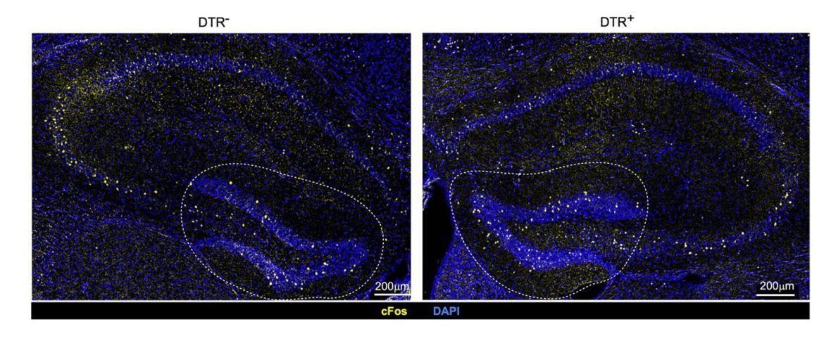 <a href="https://news.harvard.edu/gazette/section/health/">
			Health		</a>
		
		
		The brain’s gatekeepers	
	
			
		
Differences in neuronal activation in mice with intact immune cells called regulatory T cells or Tregs (left) and depleted Tregs (right). The finding demonstrates that Tregs play a role in ensuring healthy neuronal activity under normal conditions. Credit: Mathis/Benoist Lab
	
		
			
					
		Ekaterina Pesheva	
			
			HMS Communications		
					
		
		
			January 28, 2025		
		
			6 min read		
	
	
			
			HMS research IDs special class of cells that safeguard immunity and memory, and may one day treat neurodegenerative disease		
		
Immune cells called regulatory T cells have long been known for their role in countering inflammation. In the setting of infection, these so-called Tregs keep the immune system from going into overdrive and mistakenly attacking the body’s own organs.
Now scientists at Harvard Medical School have discovered a distinct population of Tregs dwelling in the protective layers of the brains of healthy mice, and their repertoire is much broader than inflammation control.
The <a href="https://www.science.org/doi/10.1126/sciimmunol.adu2910">research,</a> published Tuesday in Science Immunology, shows that these specialized Tregs not only control access to the inner regions of the brain but also ensure the proper renewal of nerve cells in an area of the brain where short-term memories are formed and stored. The research, funded in part by the National Institutes of Health, represents an important step toward untangling the complex interplay of immune cells in the brain. If replicated in further animal studies and confirmed in humans, the research could open up new avenues for averting or mitigating disease-fueling inflammation in the brain.“We found a thus-far-uncharacterized, unique compartment of regulatory T cells residing in the meninges surrounding the brain and involved in an array of protective functions, acting as gatekeepers for other immune cells and involved in nerve cell regeneration,” said study senior author <a href="https://cbdm.hms.harvard.edu/TwoBios.html">Diane Mathis</a>, the Morton Grove-Rasmussen Professor of Immunohematology in the Blavatnik Institute at HMS.
The work adds to a growing body of research showing that Tregs go above and beyond their traditional immune-regulatory duties and act as tissue-specific guardians of health, the researchers said. <a href="https://hms.harvard.edu/news/some-benefits-exercise-stem-immune-system">Earlier work led by Mathis</a> showed that Tregs in the muscles get activated during intense physical activity to fend off exercise-induced inflammation and maintain muscle health.
“The Tregs that we found in the meninges are endowed with skills customized to fit the needs of this particular tissue,” said study lead author Miguel Marin-Rodero, a doctoral student in the immunology program at Harvard Medical School in the <a href="https://cbdm.hms.harvard.edu/">Benoist-Mathis lab.</a> “These findings are consistent with other studies showing that Tregs turn on and off specific genes to match the identity and needs of the organ they reside in — they are really the best immune cells ever.”
Illustration of the three protective layers under the skull.Hank Grebe, 2018/Getty Images
Tregs dwelling at the brain border act as gatekeepers
The meninges, three protective tissue layers under the skull, shield the brain and spinal cord from injury, toxins, and infection. This brain border hosts a diverse population of immune cells. Most of these cells are innate, and their roles and functions have been fairly well defined. But the brain border is also home to adaptive immune cells, many of which develop after birth, whose roles in brain immunity have remained somewhat elusive. The new study provides a detailed profile of Tregs — a type of adaptive immune cell — at the body-brain interface.
To understand the role of Tregs in this context, the researchers used a genetic technique to deplete them from the meninges of mice. The meninges of animals lacking Tregs produced higher than normal levels of an inflammatory chemical called interferon-gamma, causing widespread inflammation of the meninges. The removal of Tregs also opened the brain’s inner regions to interferon-producing, inflammation-fueling immune cells and activated immune cells that reside nearby but are normally kept at bay by Tregs. No longer restrained by Tregs, these immune cells infiltrated the brain and caused widespread inflammation and tissue damage. The resulting inflammation, the researchers said, was reminiscent of the damage and immune-cell activity seen in human and mouse brains with Alzheimer’s disease. 
“These experiments demonstrate that Tregs in the meninges act as gatekeepers to guard the innermost regions of the brain,” Marin-Rodero said.
Absence of Tregs scars a memory-making region of the brain
Next, researchers examined the effect of depleting Tregs on various brain regions. Not all brain regions were affected equally. In the absence of Tregs, inflammatory cells clustered mostly in the hippocampus, an area of the brain involved in learning, memory formation and storage, and spatial navigation. The hippocampus is also one of few regions in rodent and human brains that continues to produce neurons into adulthood, so an assault on this area could have repercussions for memory formation.
Neural stem cells in the hippocampus underwent the most dramatic changes as a result of Treg depletion. These cells are critical because they are capable of becoming many other specialized brain cells. But in the absence of Tregs, their ability to differentiate into other cells was critically hampered. Their activity slowed down or altogether ceased, and they started to die off. 
Treg depletion appeared to leave a “scar” in the hippocampus, leading to a persistent functional defect in short-term memory formation, the researchers said. Treg-deficient animals developed problems with short-term memory that persisted even months after their Tregs were restored to normal.
But how exactly do Tregs keep other cells in check? 
In a final set of experiments, the researchers found that in the brains of healthy mice, Tregs keep inflammation-driving immune cells under control by competing for a shared resource — a growth factor called IL-2. When Tregs were removed, other immune cells were able to gobble up this cellular fuel, multiply quickly, and produce inflammatory proteins. 
A pathway to understand and treat neurodegenerative diseases
Inflammation has been long implicated in multiple neurodegenerative diseases, so the question that comes next, Mathis said, is: Do Tregs in human brains play a role in curbing the inflammation that drives these degenerative processes?
Mathis’ team is currently studying this very question using a mouse model of Alzheimer’s disease. Simultaneously, they are also working with colleagues in the neuropathology and neurosurgery departments at Massachusetts General Hospital to investigate this process in human brains with Alzheimer’s. 
In recent years, Treg-based therapies have generated excitement about the possibility of using these cells in an organ-specific or tissue-specific manner to treat immune-mediated diseases. These efforts include lab-modified Tregs (CAR-Tregs and T-cell receptor Tregs) as well as the design of therapeutic molecules that could alter Treg function in a precise and site-specific manner.
“Understanding exactly how Tregs perform their protective duties could one day help us design treatments that boost their activity to modulate a wide range of disease processes,” Mathis said. 
Additional authors included Elisa Cintado, Alec J. Walker, Teshika Jayewickreme, Felipe A. Pinho-Ribeiro, Quentin Richardson, Ruaidhrí Jackson, Isaac M. Chiu, Christophe Benoist, Beth Stevens, and José Luís Trejo.
The research described in this story was supported by the JPB Foundation, the Spanish Ministry of Science and Innovation, National Institutes of Health, NIH Director’s New Innovator Award, and the Crohn’s & Colitis Foundation. Additional support was provided through HHMI and the Cure Alzheimer’s Fund and by a predoctoral fellowship from the Spanish Ministerio de Economia y Competitividad (Ministry of Economy and Competitiveness).